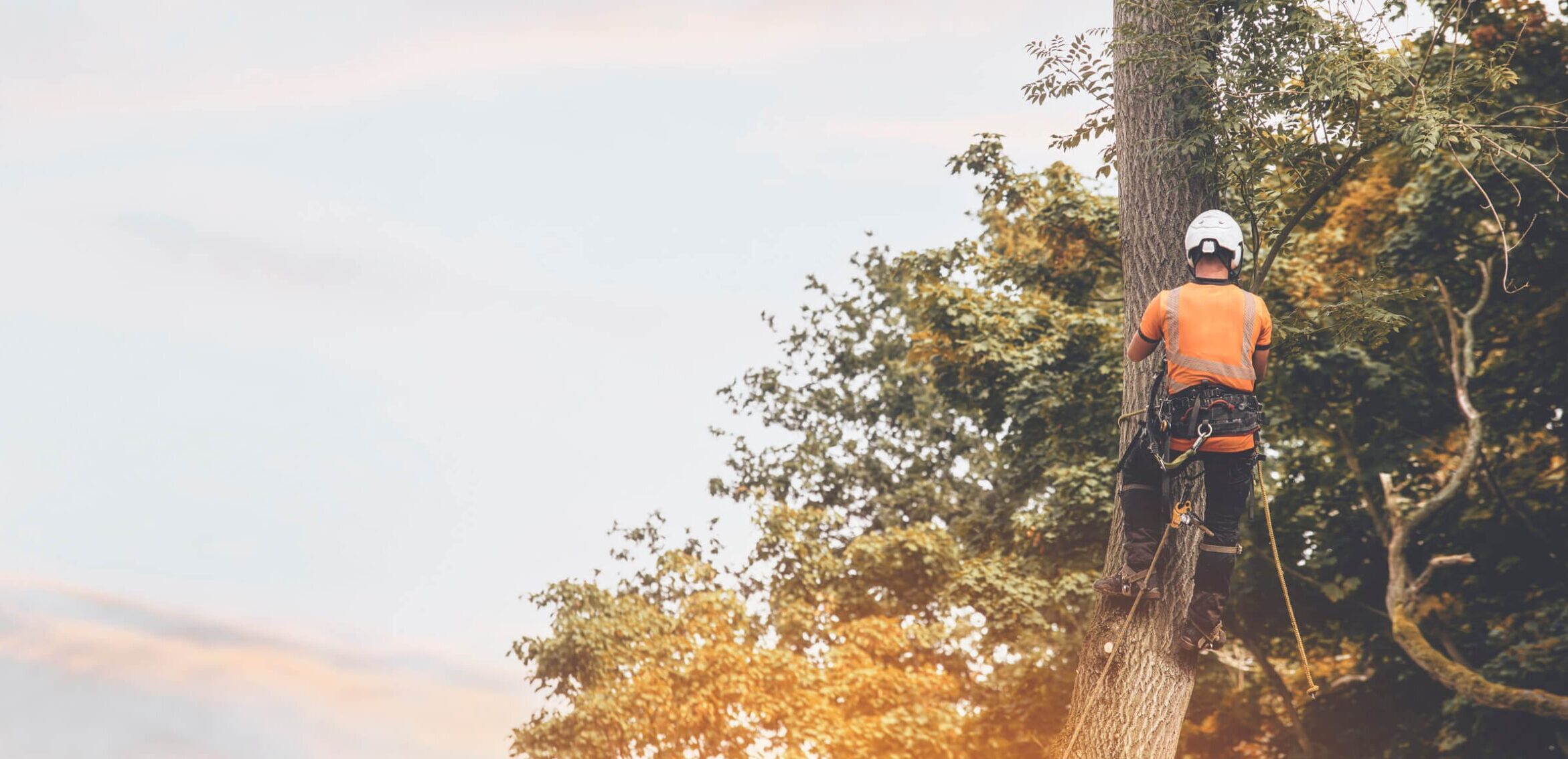 Tree worker safety: how to keep yourself safe